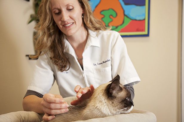 Veterinarian performing acupuncture on a cat