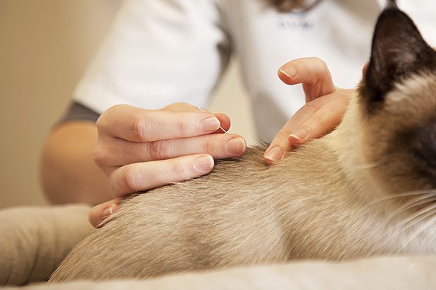 Acupuncture treatment on a dog