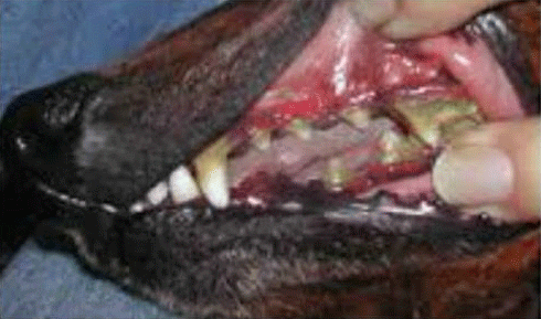Before dental treatment