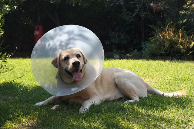 Dog in outdoor setting