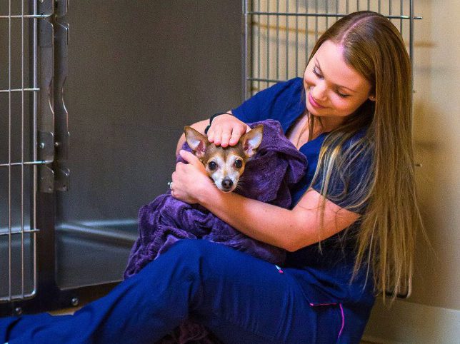Vet tech holding a cat