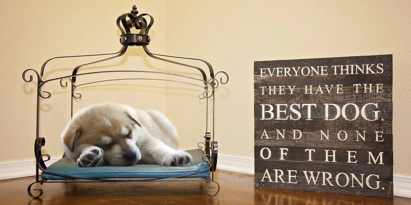 Sleeping puppy resting on a cozy pet bed